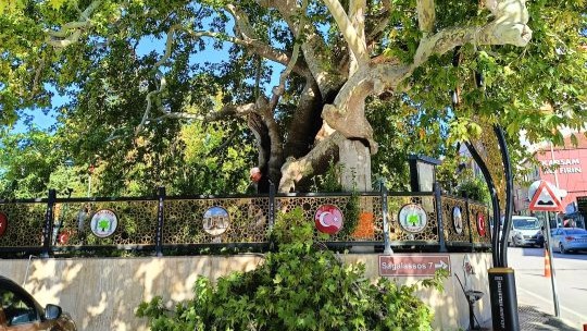 Anıt ağaca bakım ve rehabilitasyon