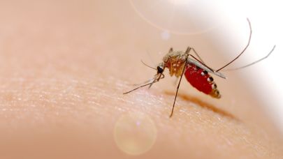 Çin’de Chikungunya vakaları yükseldi!