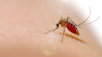 Çin’de Chikungunya vakaları yükseldi!