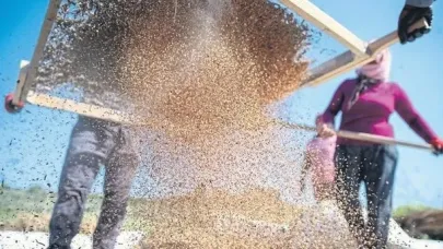 Antalya’da altın hasadı başladı