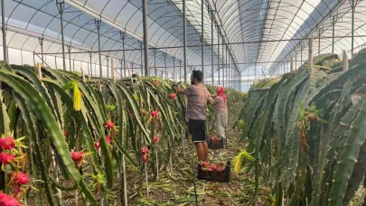 Alanya’da ejder meyvesi üretimi yayılıyor: İşte kazanç detayları