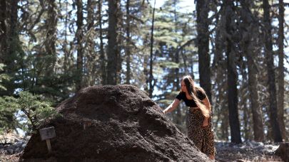 Antalya’da 2 bin yıllık Sedir Ormanları’nın sessiz bekçileri