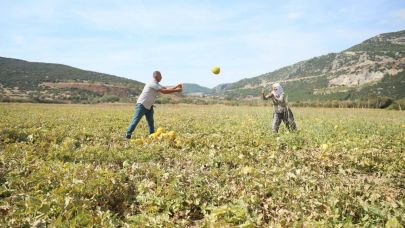 Muğla'nın yayla kavunu için hasat şenliği