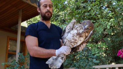 Soyu tükenme tehlikesindeki yaralı yılan kartalı yeniden doğaya döndü