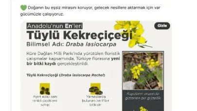 Tüylü Kekreçiçeği, Türkiye florasına kaydedildi