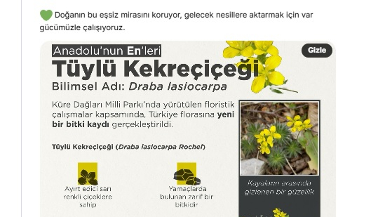 Tüylü Kekreçiçeği, Türkiye florasına kaydedildi