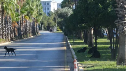 Akdeniz Üniversitesi'nde sokak köpeği sorunu