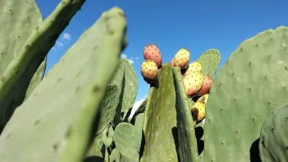 Antalya’da üretiliyor faydaları saymakla bitmiyor! Ekonomiye katkı sağlıyor