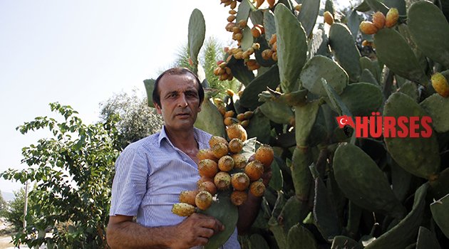 300 yıllık geçmişi olan meyve her derde deva
