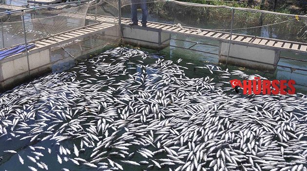 600 BİN ALABALIK TELEF OLDU