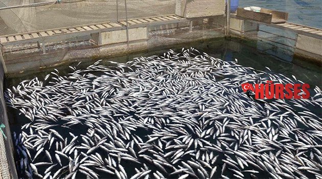 600 BİN ALABALIK TELEF OLDU