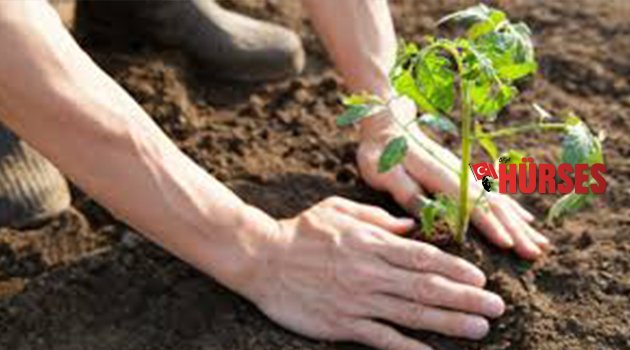 AĞAÇLANDIRMA ÇALIŞMASI