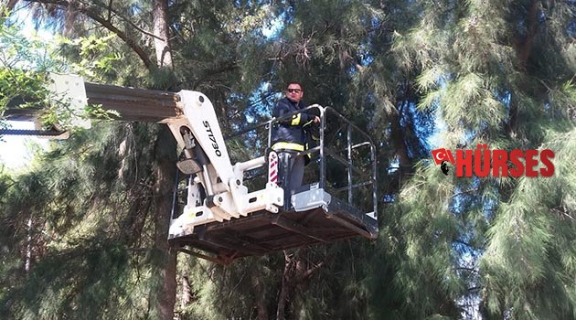 Ağaçta mahsur kalan kedi kurtarıldı