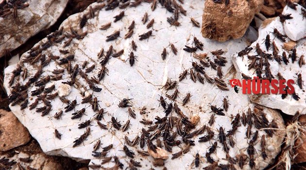 AKSEKİ'DE ÇEKİRGE MÜCADELESİ