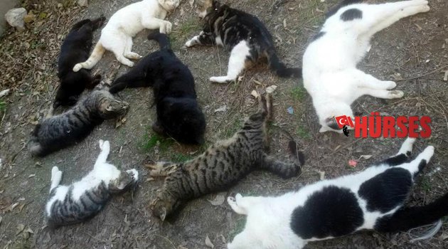 ALANYA’DA KEDİ KATLİAMI