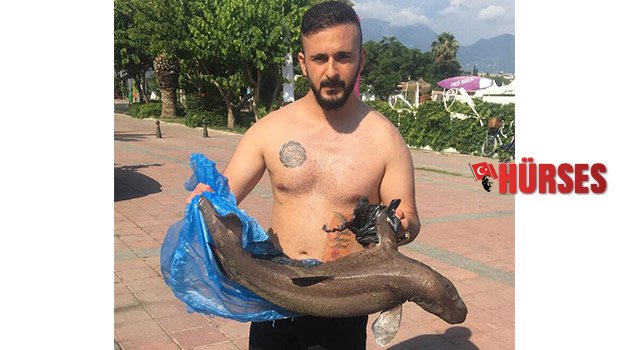 Alanya’da, ölü köpek balığı