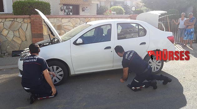 Alanya’da yılan paniği