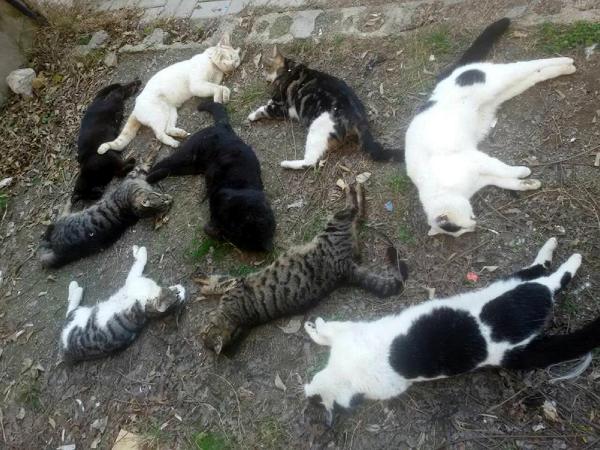 ANTALYA'DA KEDİ KATLİAMI