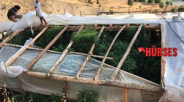 Alanya'da kenevir serasına baskın