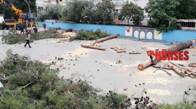 'Alerji yapıyor' diye ağaçları kestiler