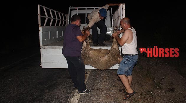 Alkollü sürücü koyunlara çarptı