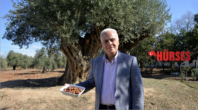 Anıt ağaçların zeytinleri satılıyor