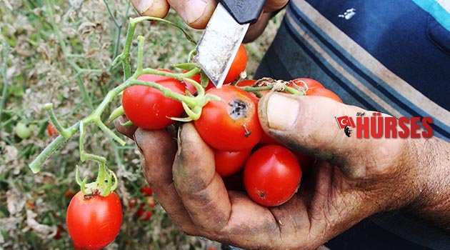 Antalya’da domates fiyatları yüzde 400 arttı