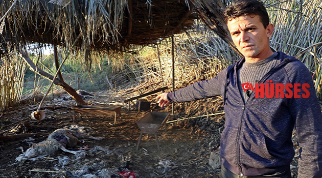 Antalya’da ’gizemli’ koyun katliamı