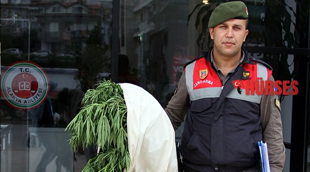 ANTALYA’DA, HİNT KENEVİRİ ELE GEÇİRİLDİ
