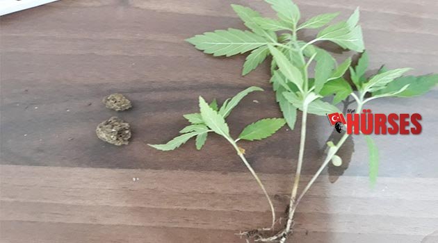 Antalya’da uyuşturucu operasyonu