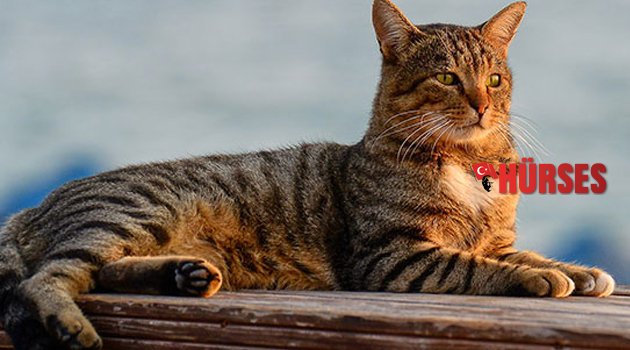 ANTALYA EMNİYETİNDEN 'KEDİ KATLİAMI' AÇIKLAMASI