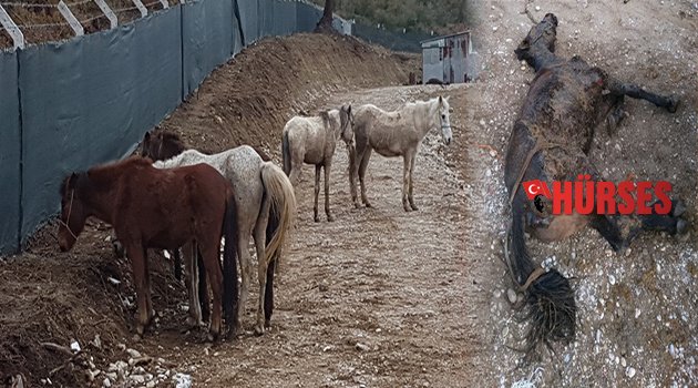 ANTALYA'DA KAÇAK AT KESİMİNE JANDARMA BASKINI