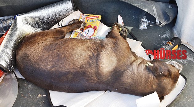ANTALYA'DA KÖPEK KATLİAMI DEVAM EDİYOR