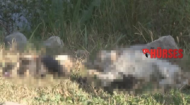 ANTALYA'DA VAHŞET, SAPIK KATİL YİNE İŞBAŞINDA