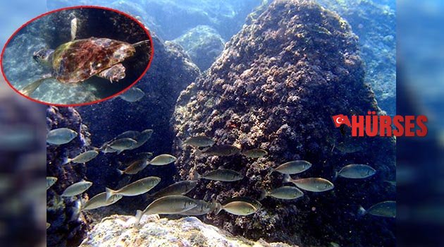 Antalya'nın sualtı dünyası tanıtılacak