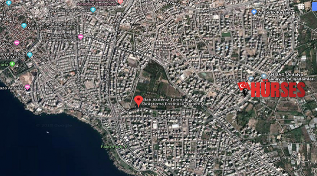 Arı’dan narenciye sorusu