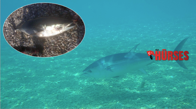 Avlanması uzun sürmedi