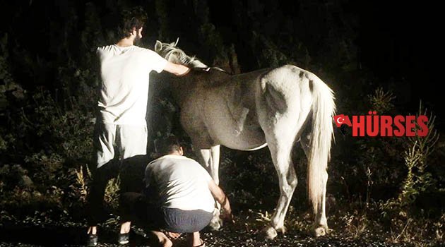 Ayakları bağlı atı vatandaşlar kurtardı