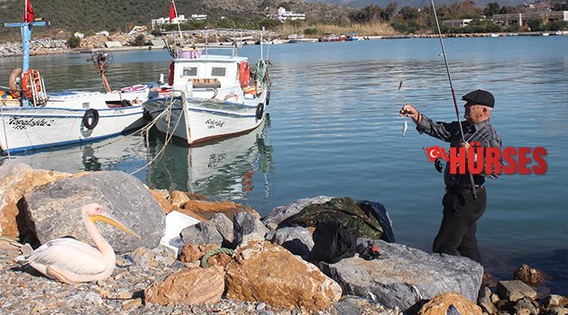 BALIKÇILARIN MASKOTU PELİKAN 'ABBAS'