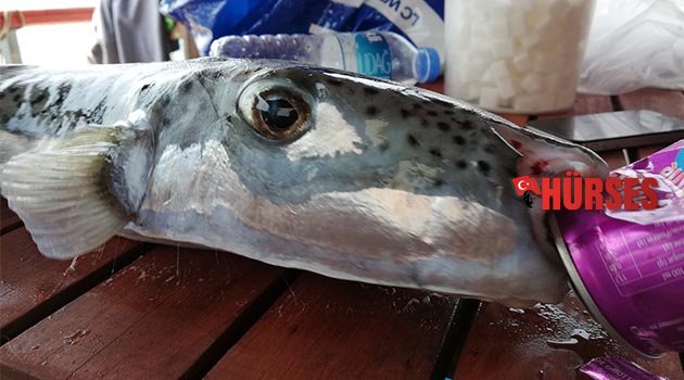 Balon balığı, tenekeyi parçaladı