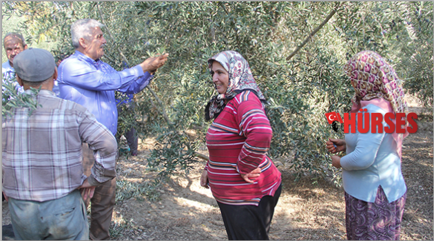 Başkan Çalık, zeytin hasadı yaptı