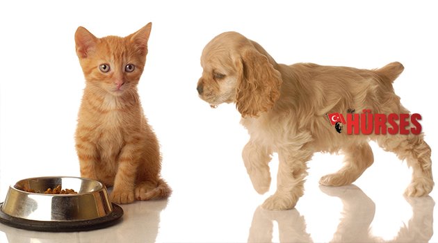 BIR TIKLA ÜCRETSİZ MAMA