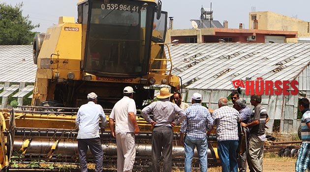 Buğday hasadı hüsrana döndü