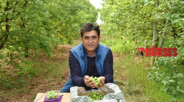 CAN ERİK HASADI YÜZ GÜLDÜRDÜ