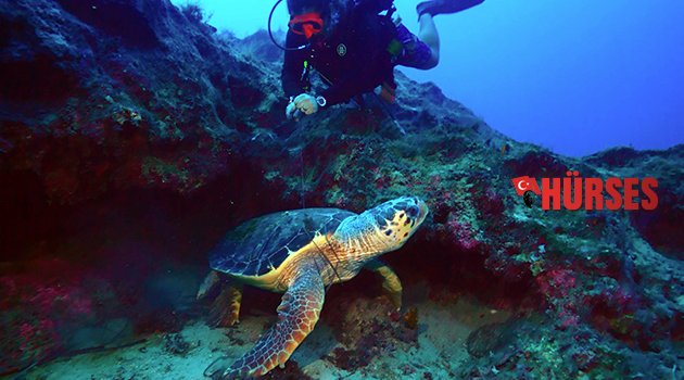 Caretta ölümden kurtarıldı