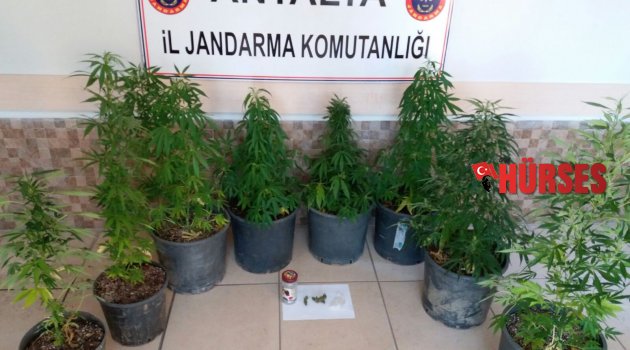 ÇİÇEK SAKSISINDA KENEVİR