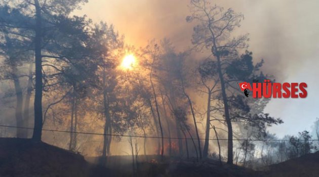 CİĞERLERİMİZ YANDI!