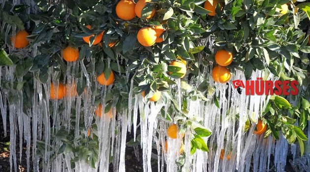 DİKKAT: ANTALYA’YA ZİRAİ DON UYARISI