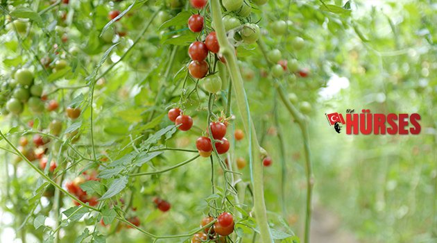 DOMATES SEVİNDİRDİ