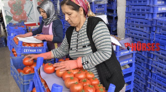 DOMATESİN ATEŞİ DÜŞÜYOR